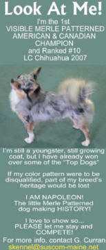 Rebuttal to proposed Chihuahua Breed Standard Change