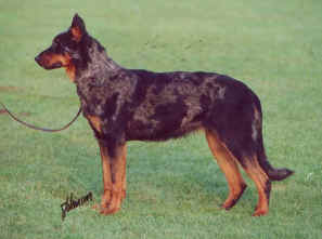 merle beauceron
